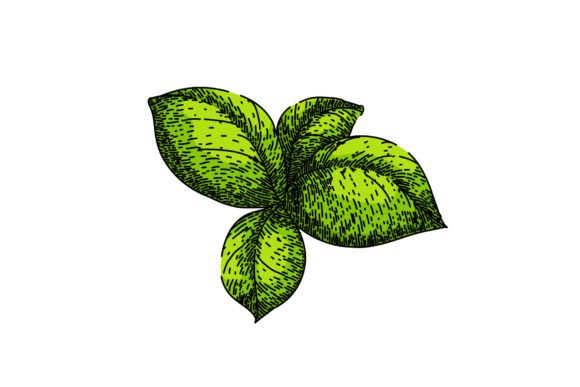 Download Basil Leaf Herb Spice Sketch Hand Drawn - Sketch Collection