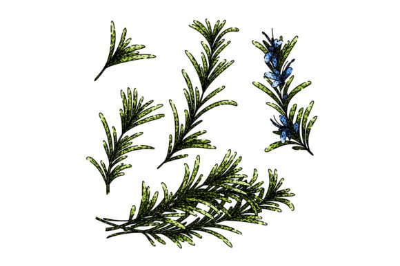 Download Rosemary Set Sketch Hand Drawn Vector - Sketch Collection