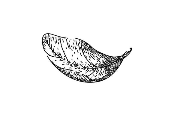 Download Basil Leaves Herb Sketch Hand Drawn - Sketch Collection