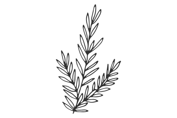 Download Rosemary Sketch. Botanical Branch. Cooki - Sketch Collection