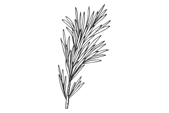 Download Rosemary Branch Sketch. Aroma Herb. Hand - Sketch Collection