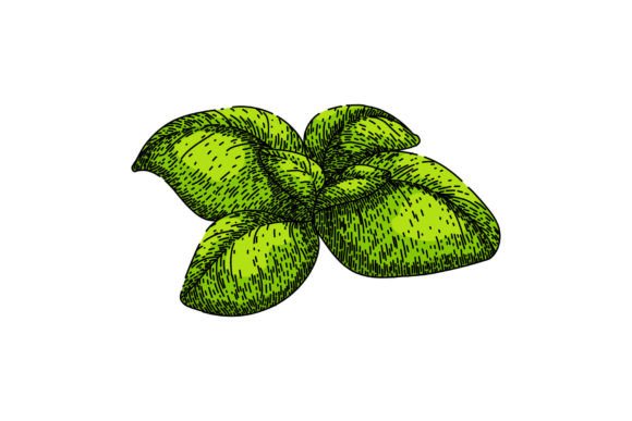 Download Basil Leaf Herb Fresh Sketch Hand Drawn - Sketch Collection