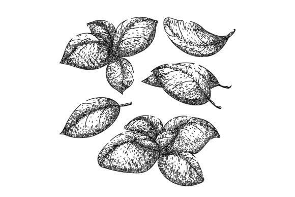 Download Basil Leaf Herb Set Sketch Hand Drawn - Sketch Collection
