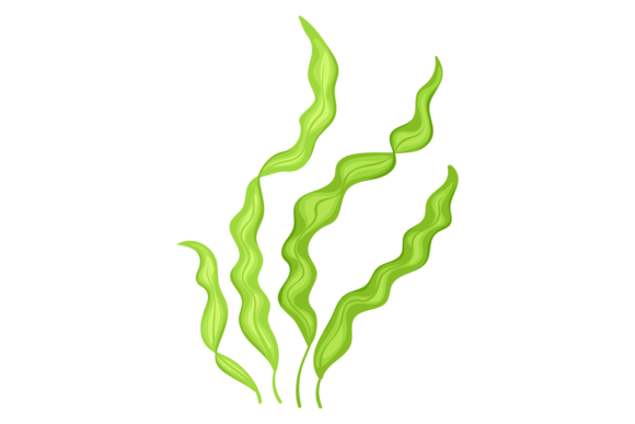 Download Brown Algae Plant. Marine Aquatic Wild F - Plant Collection
