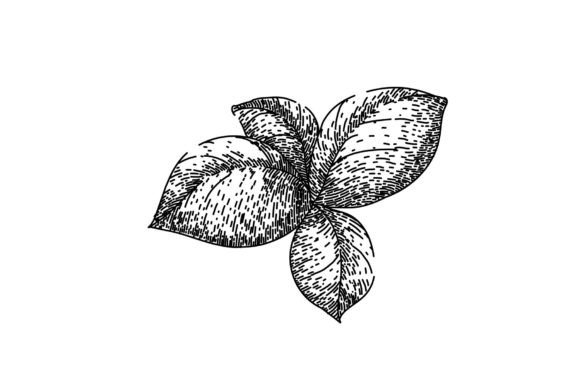 Download Basil Leaf Herb Spice Sketch Hand Drawn - Sketch Collection
