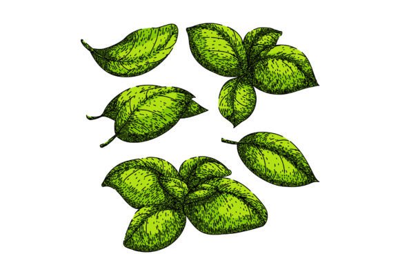 Download Basil Leaf Herb Set Sketch Hand Drawn - Sketch Collection
