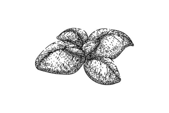 Download Basil Leaf Herb Fresh Sketch Hand Drawn - Sketch Collection
